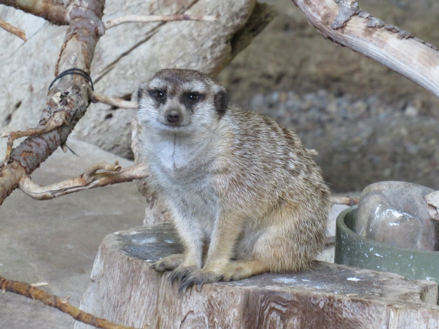 Meerkat