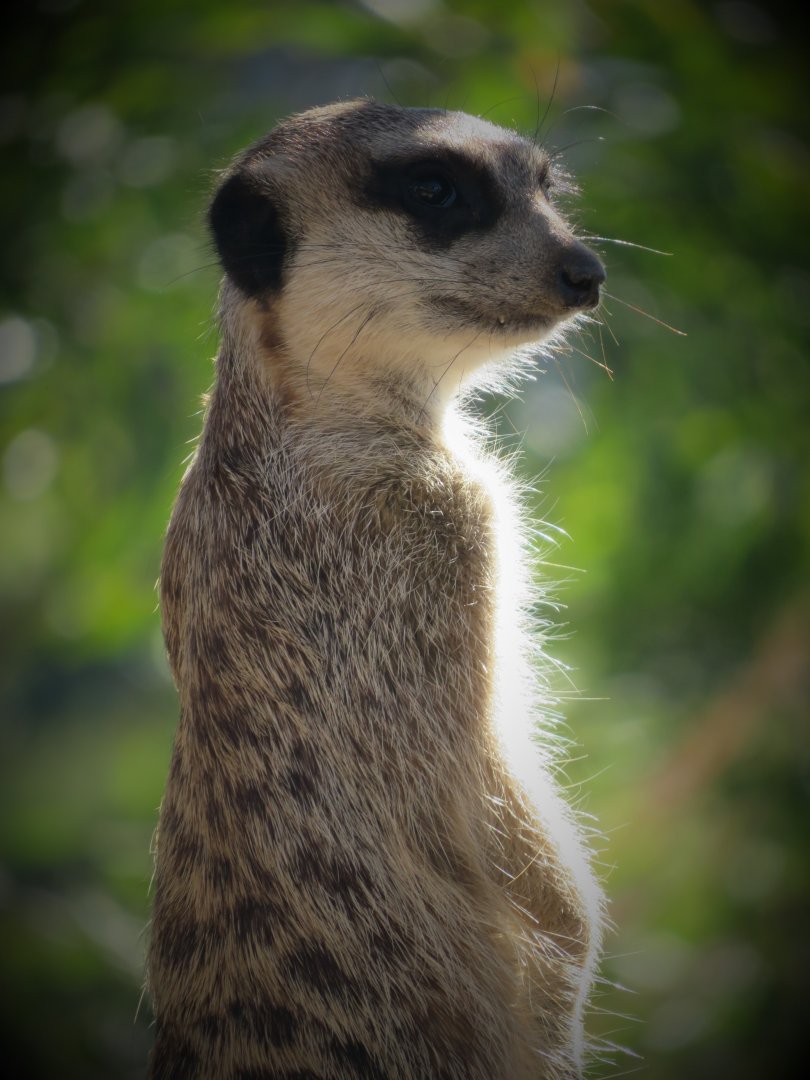 Meerkat