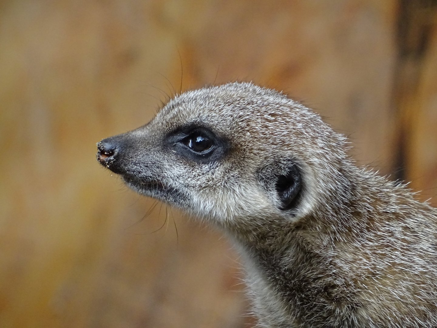 Meerkat