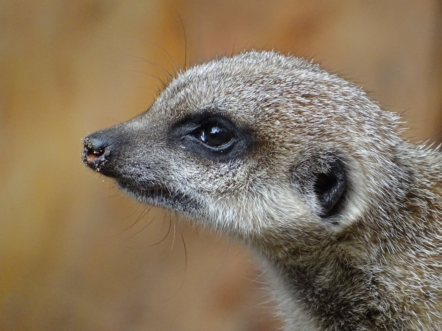 Meerkat