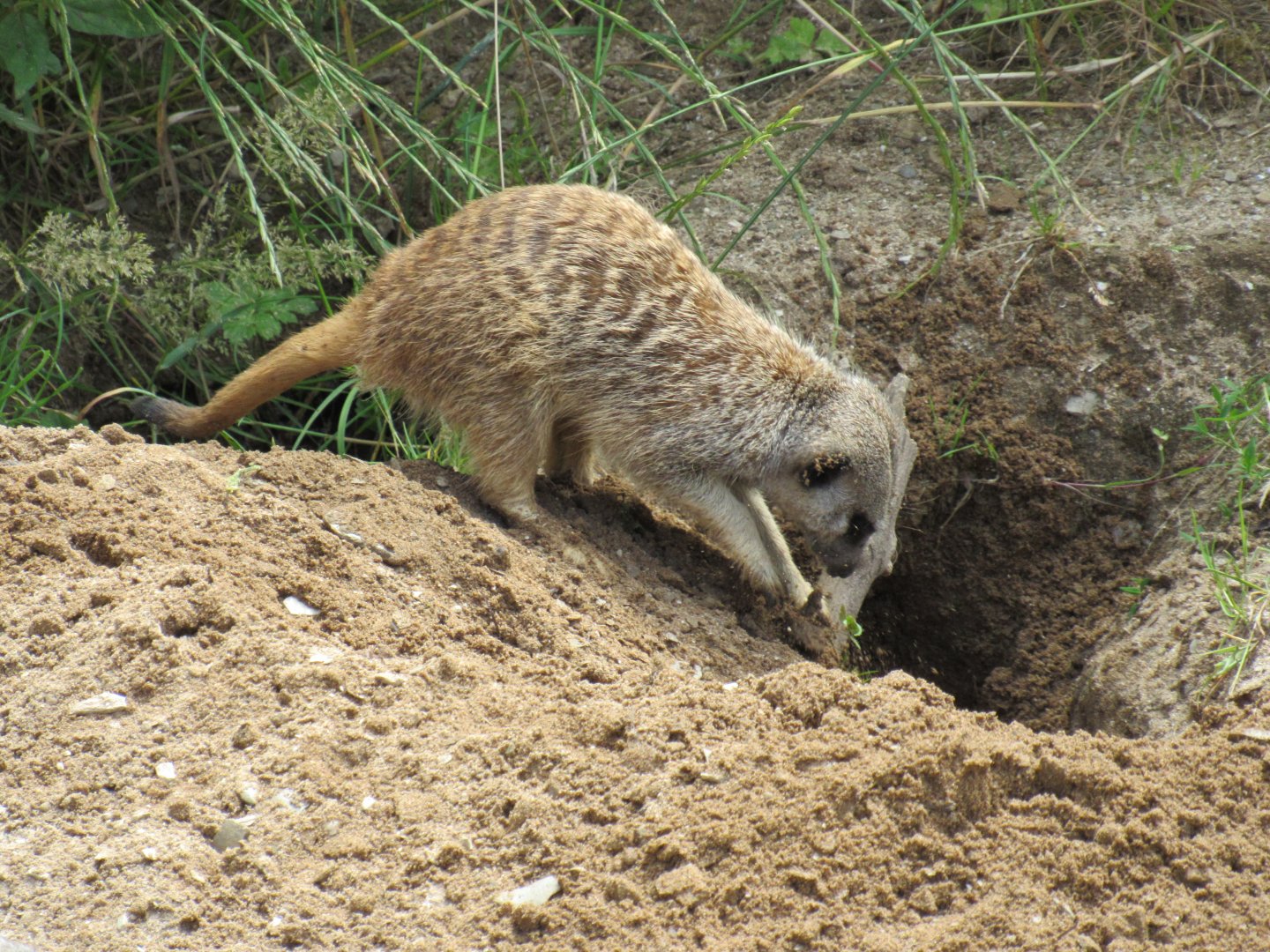 Meerkat