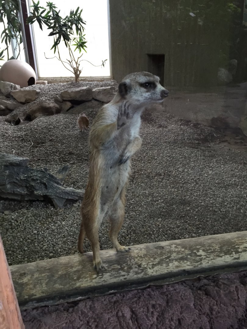 Meerkat
