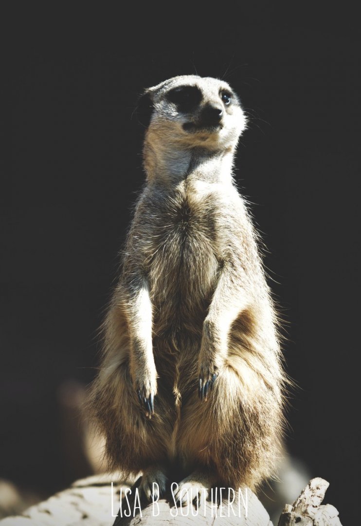 .:Meerkat:.