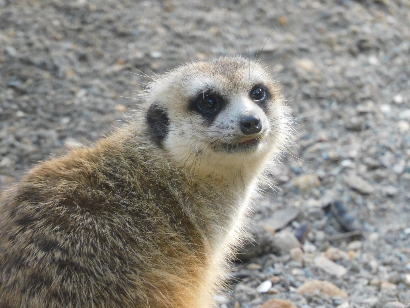 Meerkat