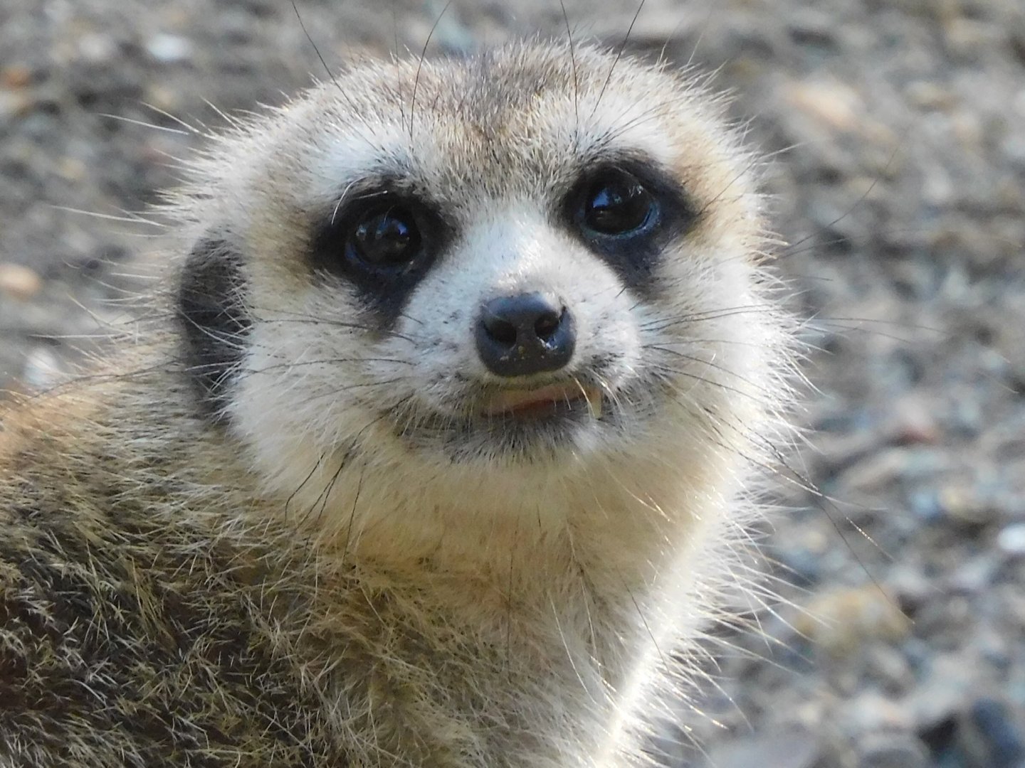 Meerkat