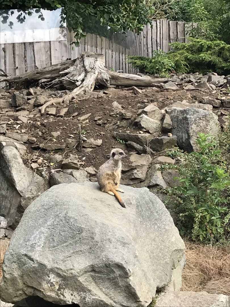 Meerkat