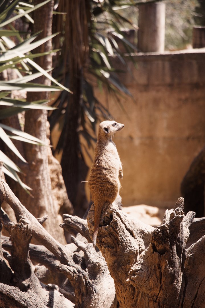 Meerkat
