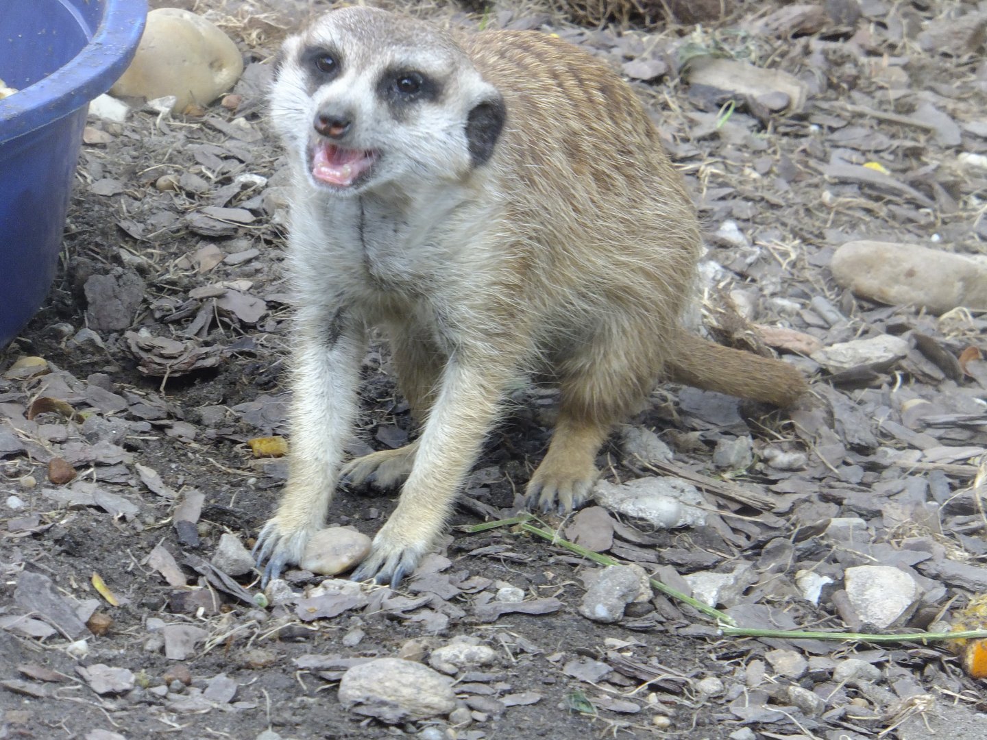 Meerkat