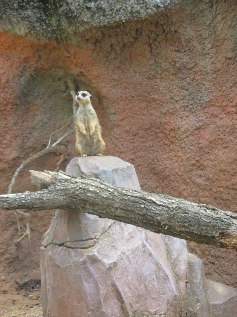 Meerkat
