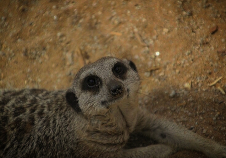 Meerkat