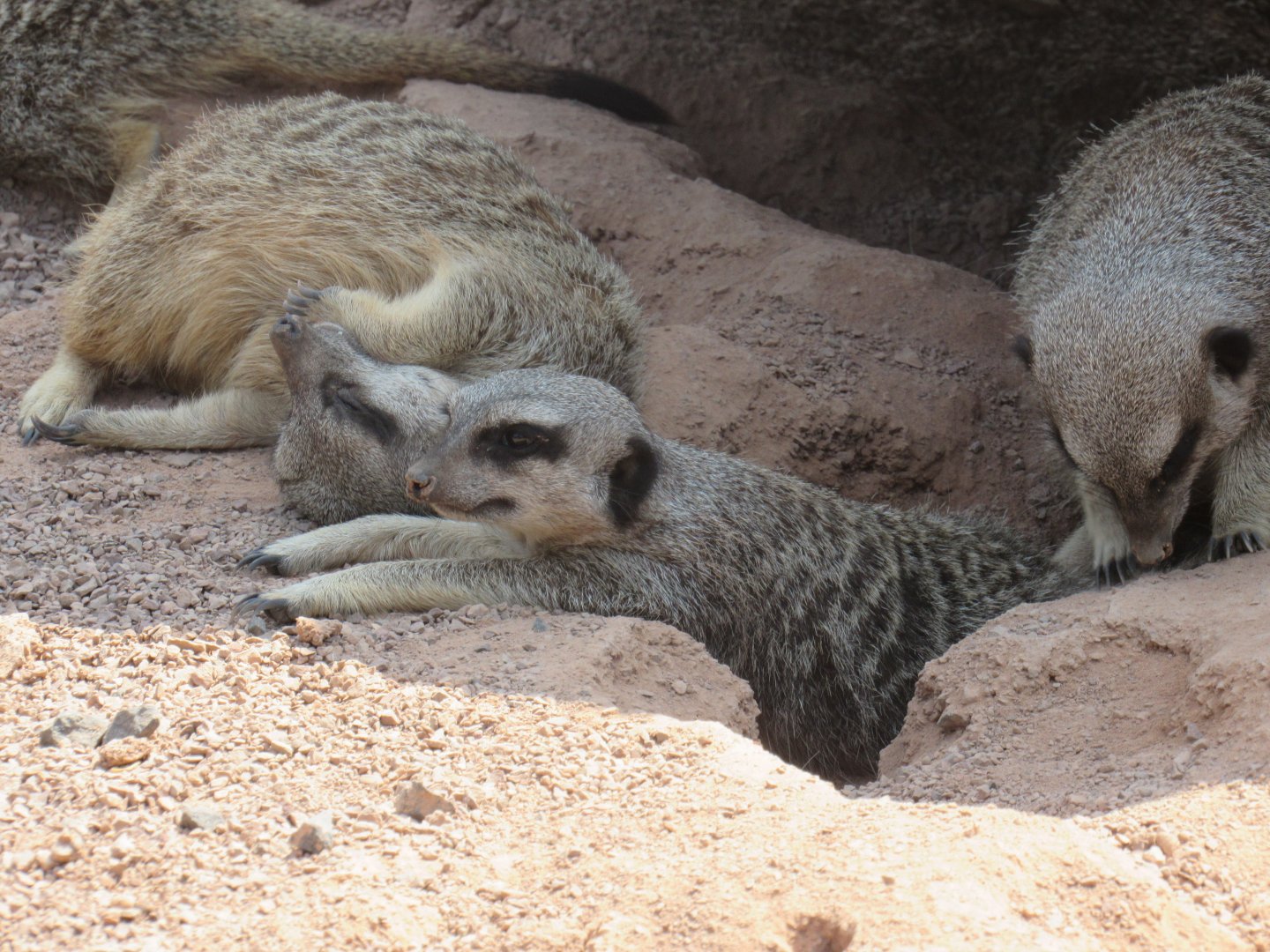 Meerkat
