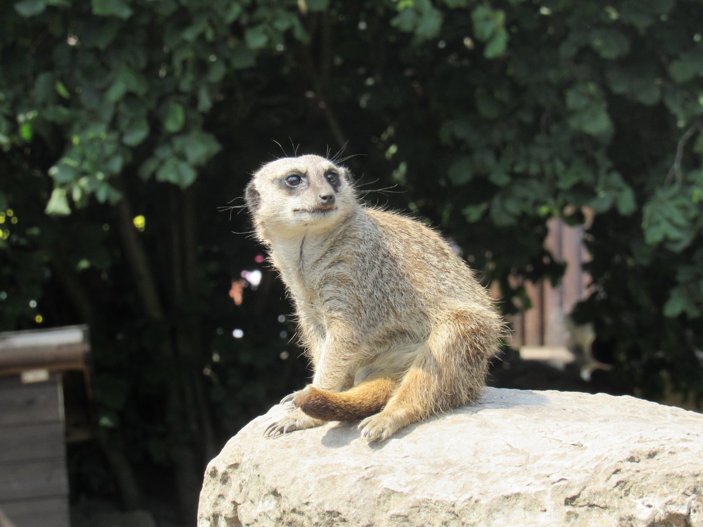 Meerkat