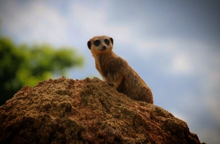 Meerkat