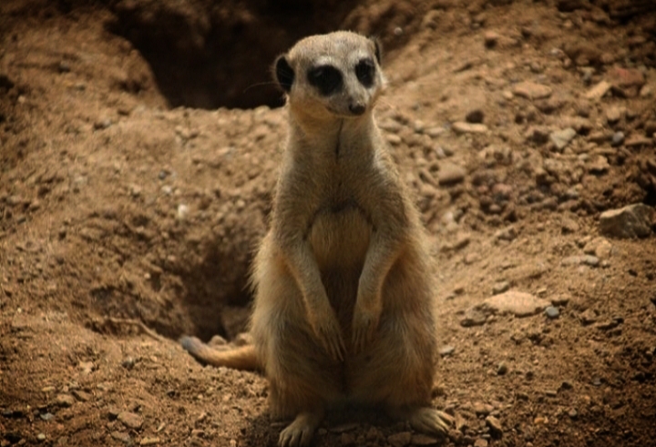 Meerkat