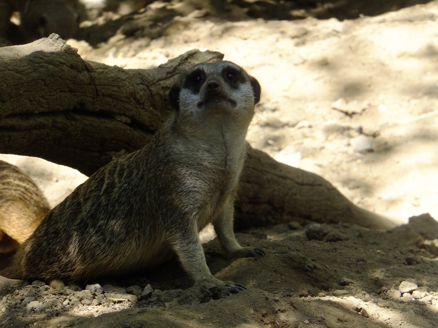 Meerkat