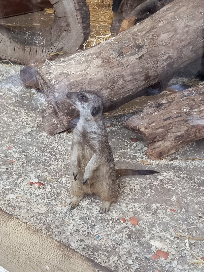 Meerkat