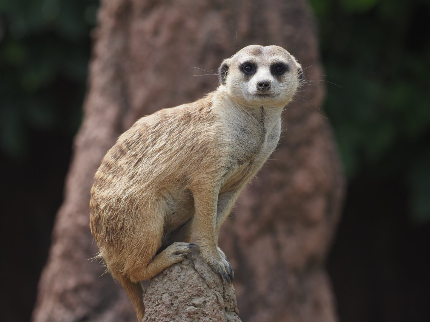 Meerkat