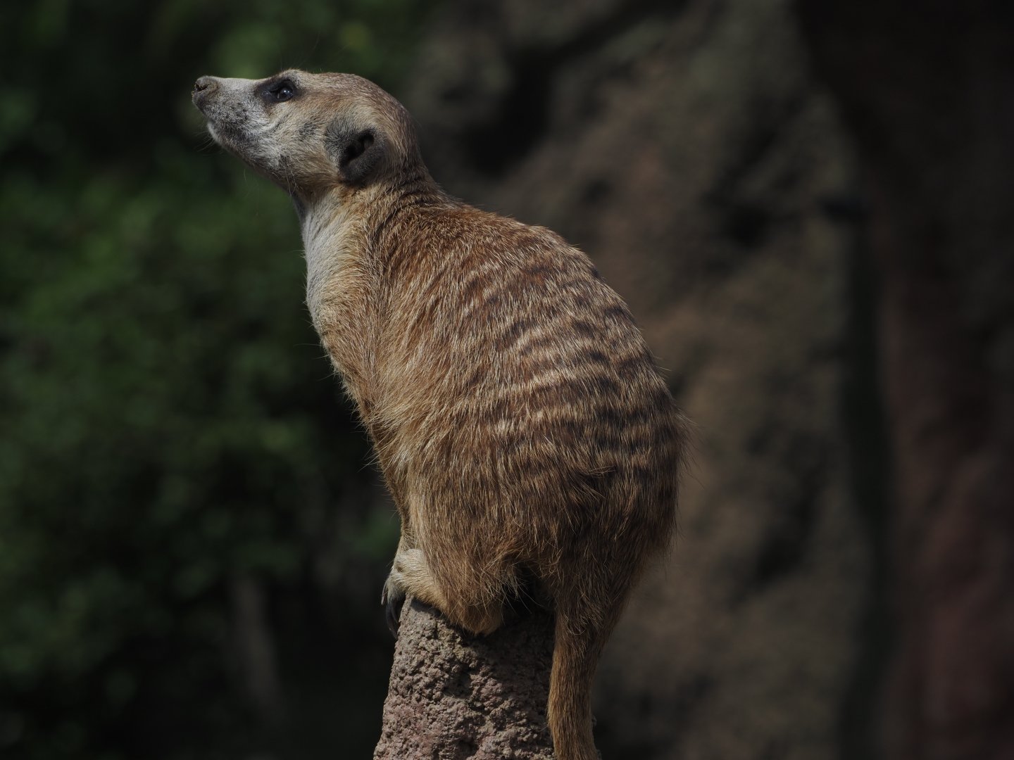 Meerkat