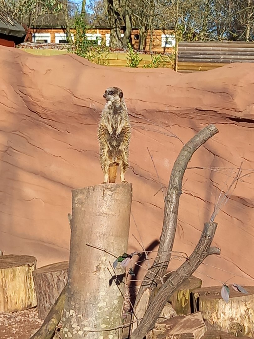 Meerkat