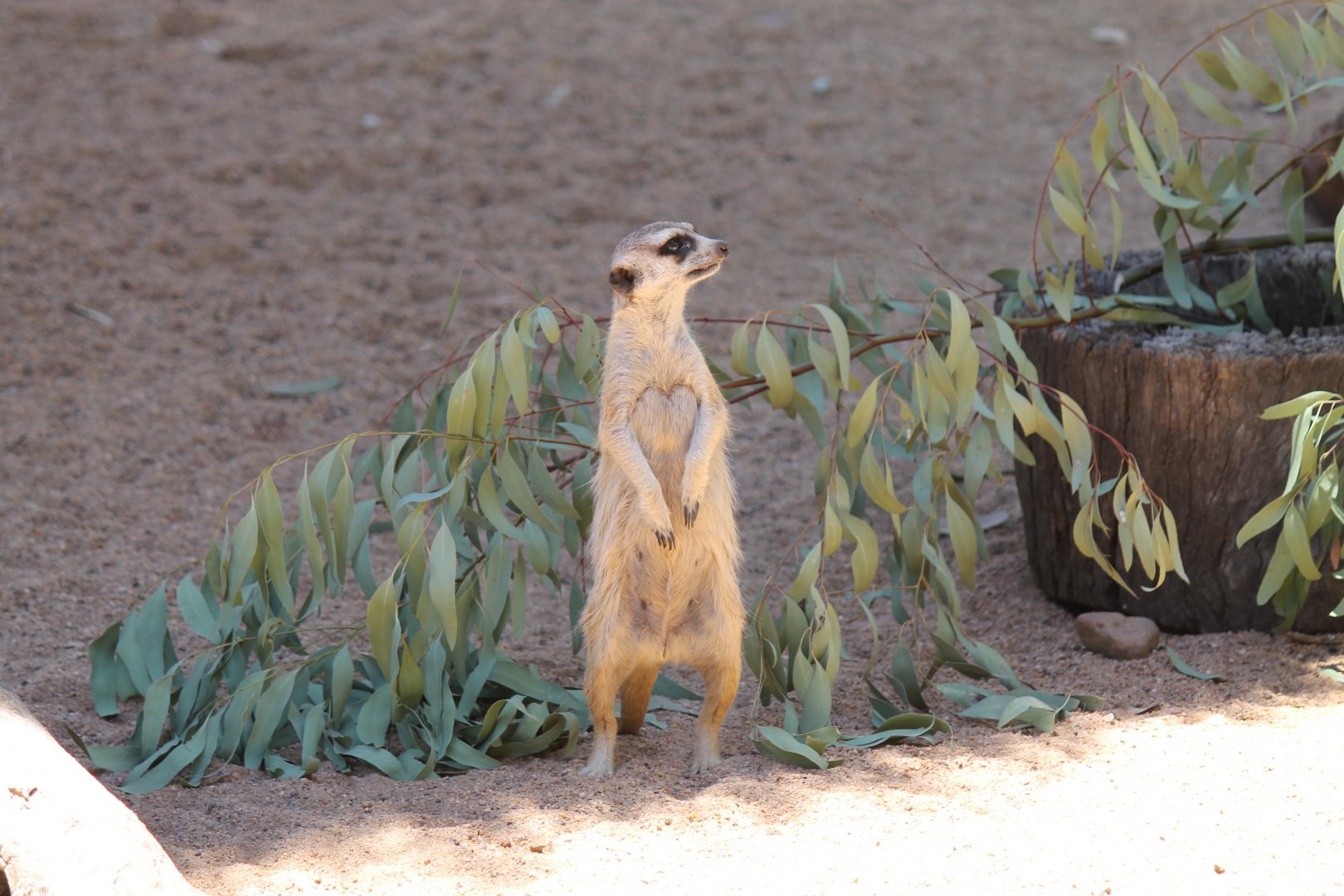 Meerkat