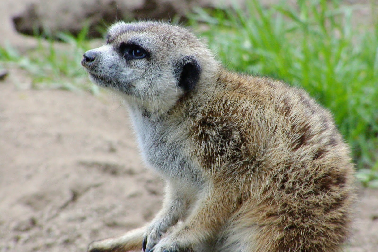 Meerkat