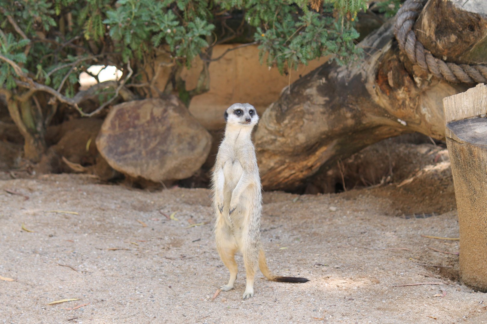 Meerkat