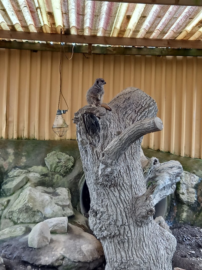 Meerkat