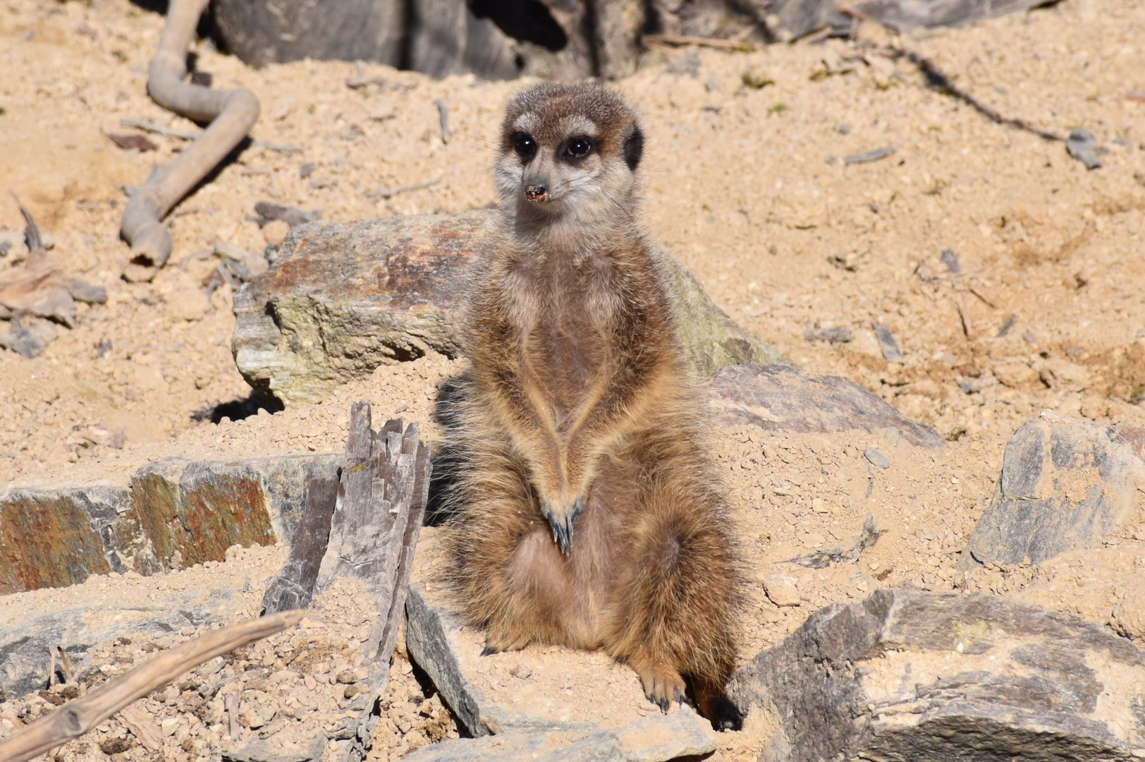 Meerkat