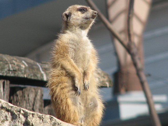 Meerkat