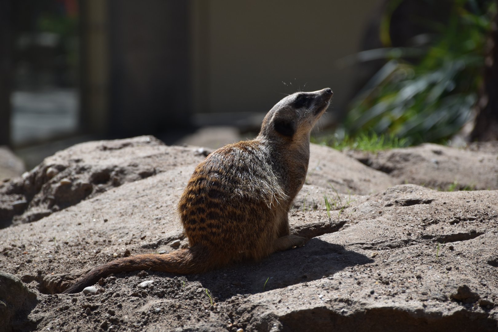 Meerkat