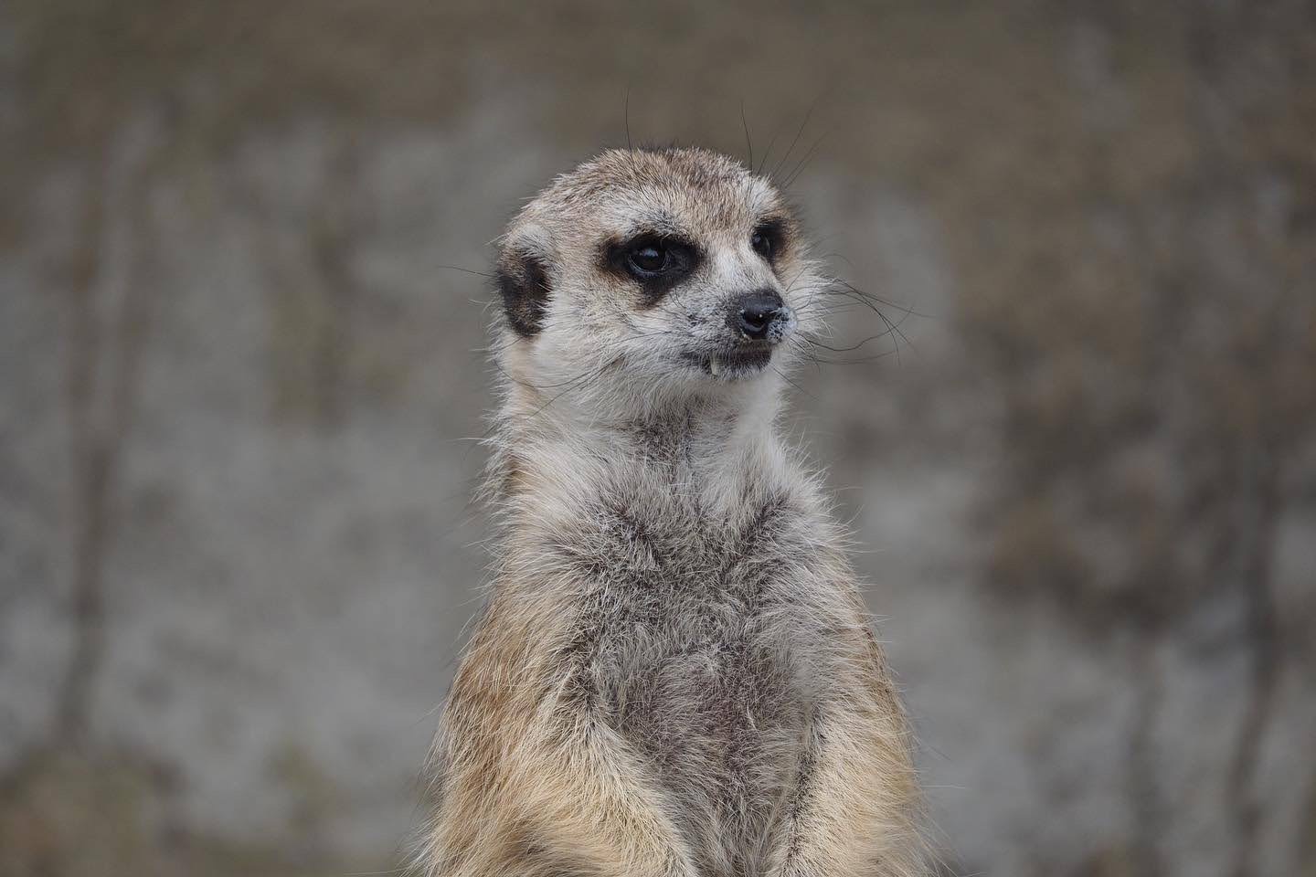 Meerkat