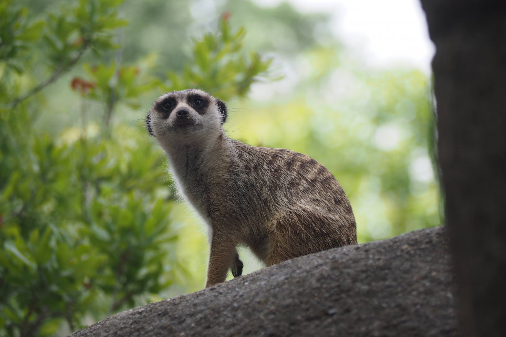Meerkat