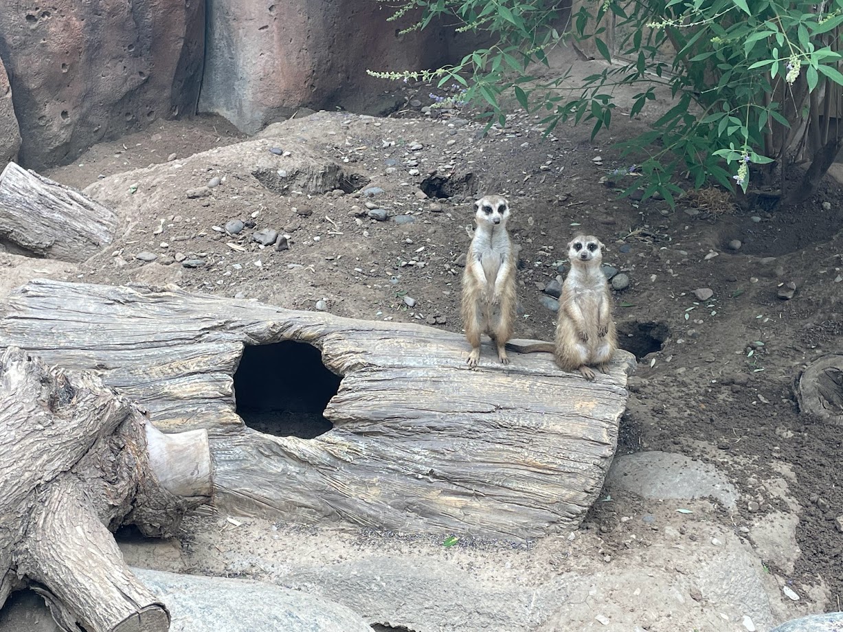Meerkat