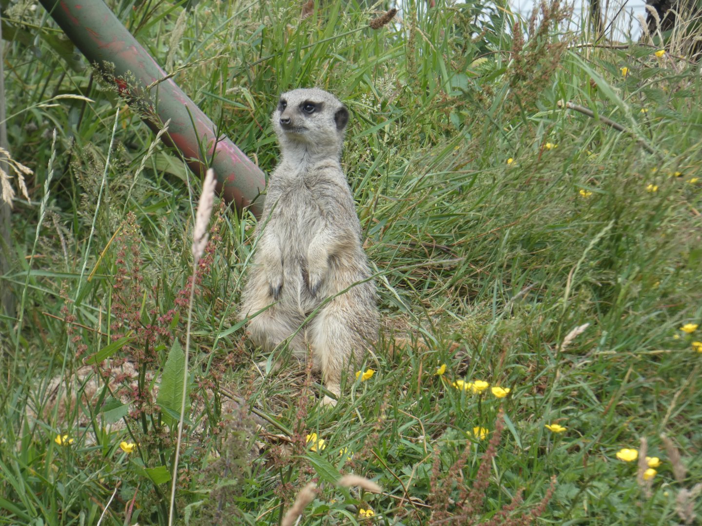 Meerkat