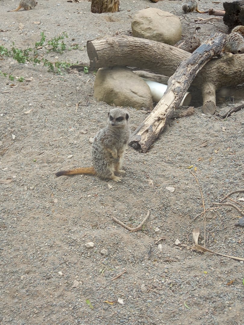 Meerkat