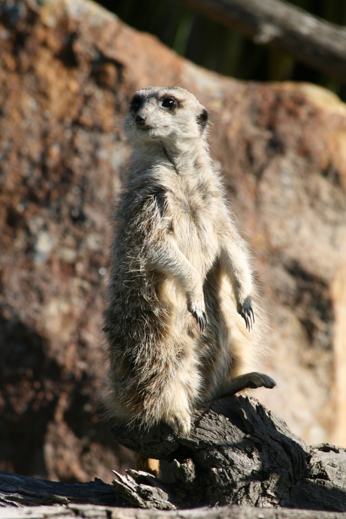 Meerkat