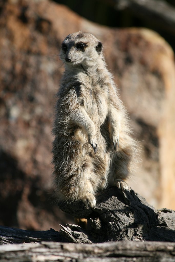 Meerkat