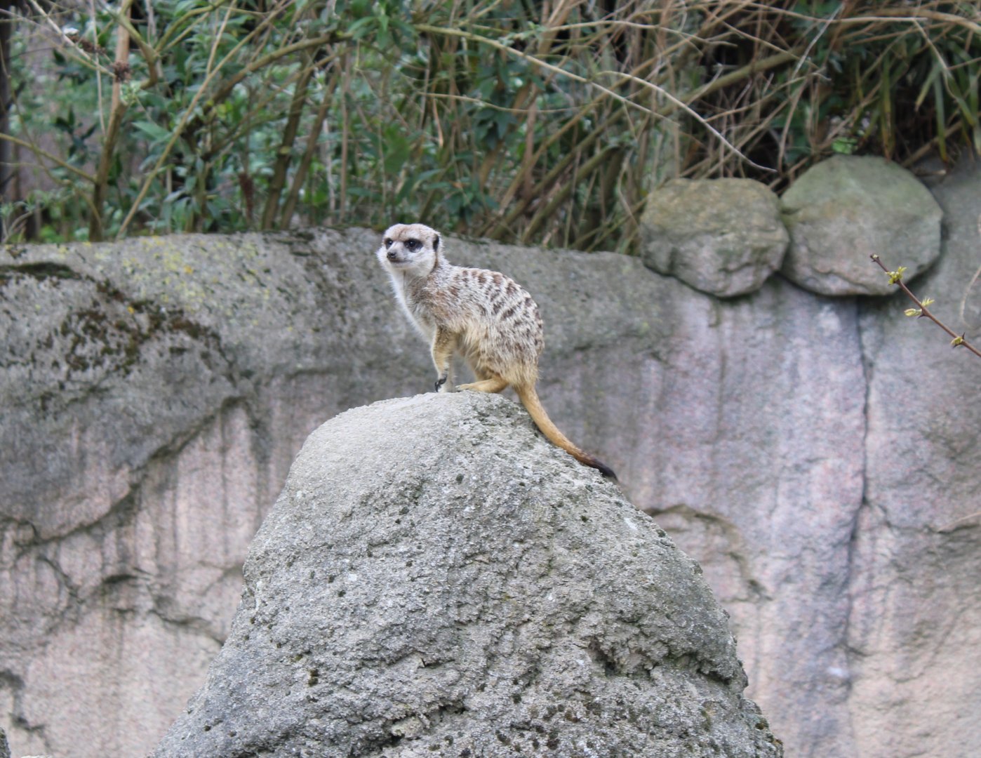 Meerkat