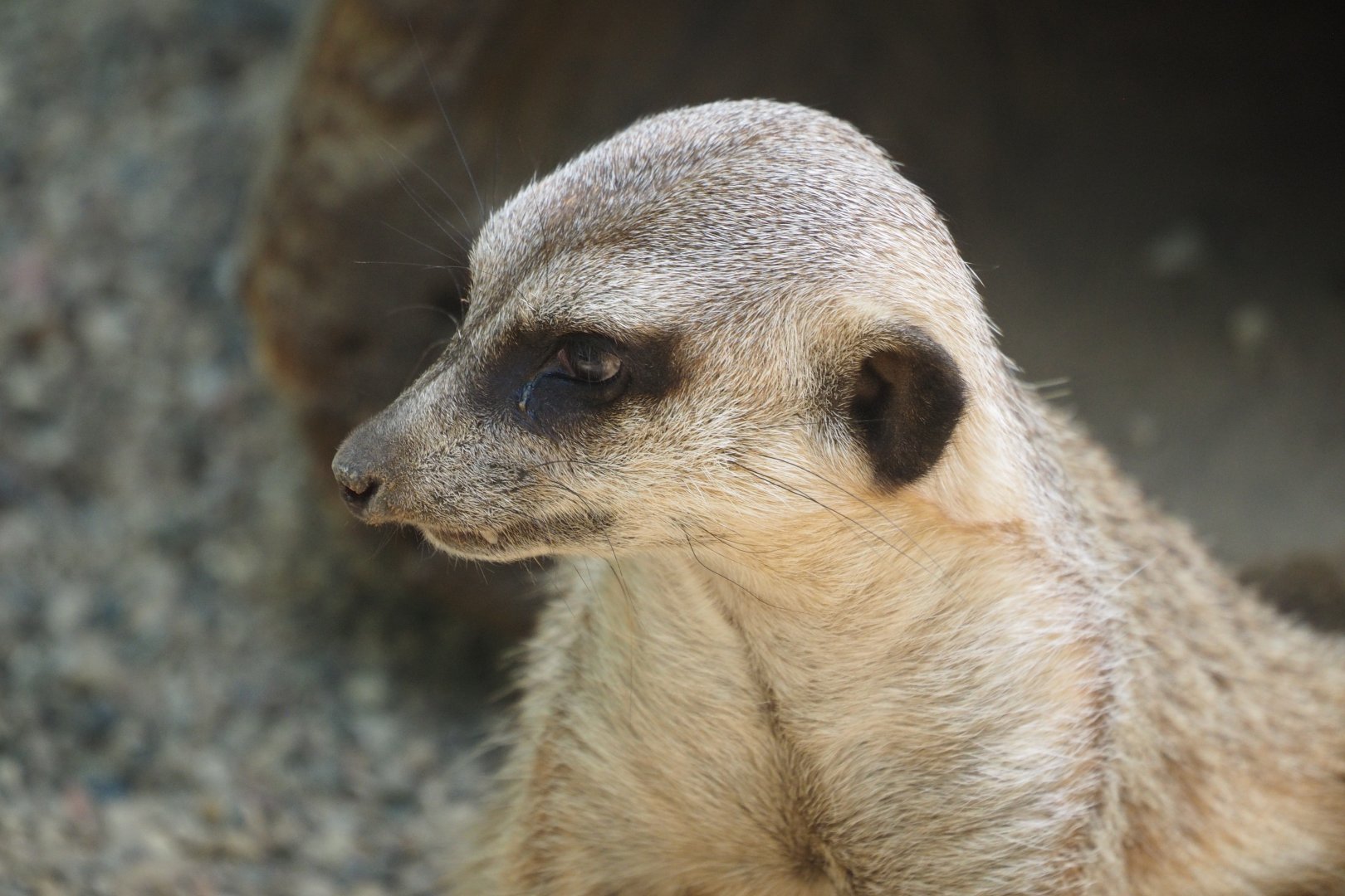 Meerkat