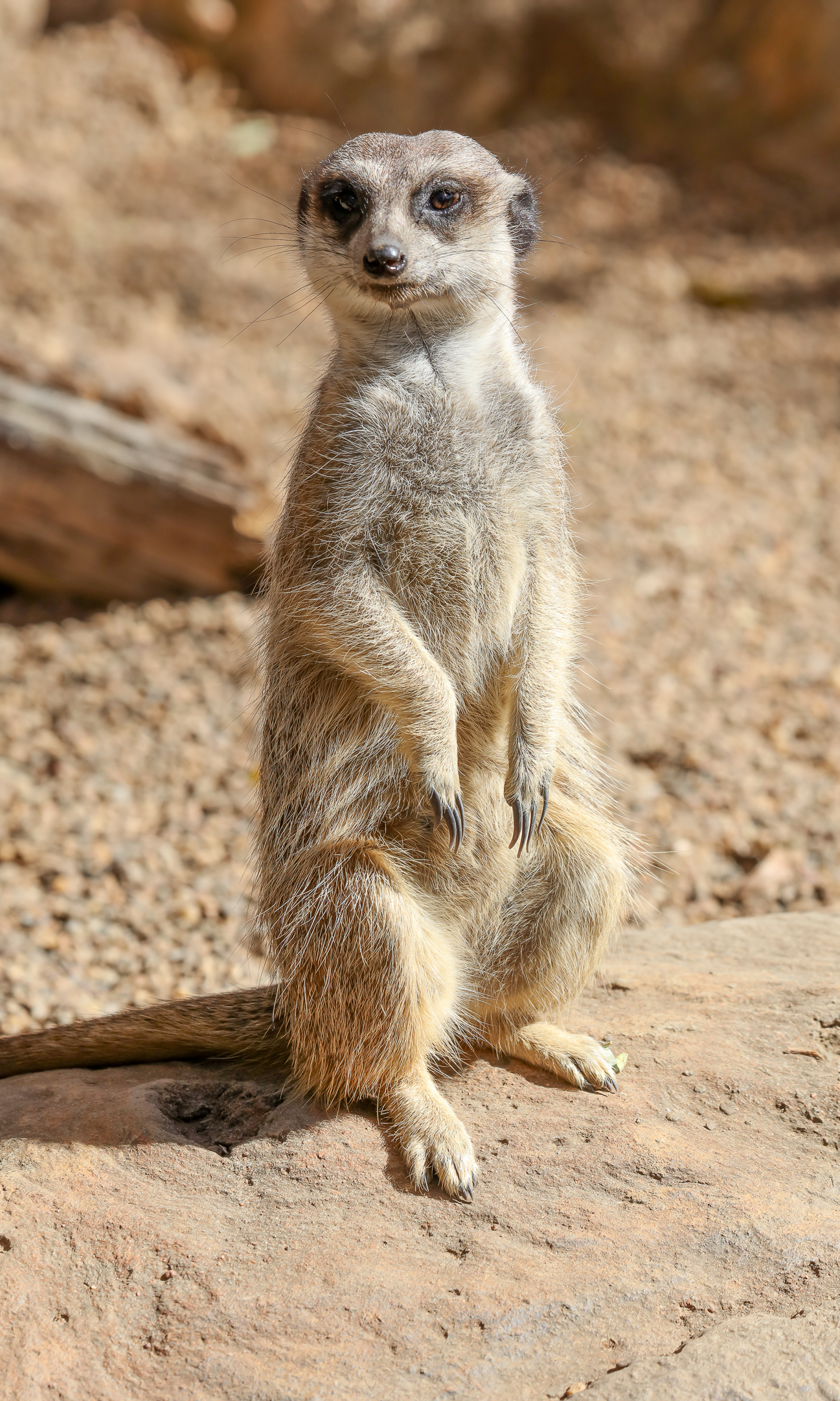Meerkat