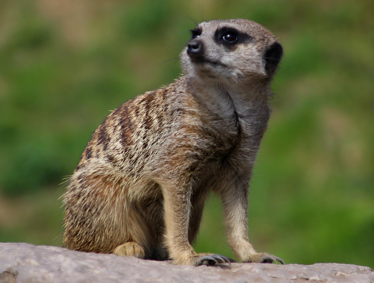 Meerkat