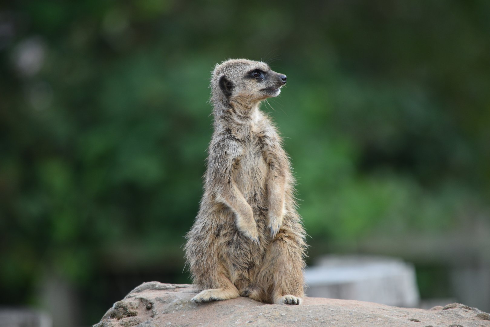 Meerkat