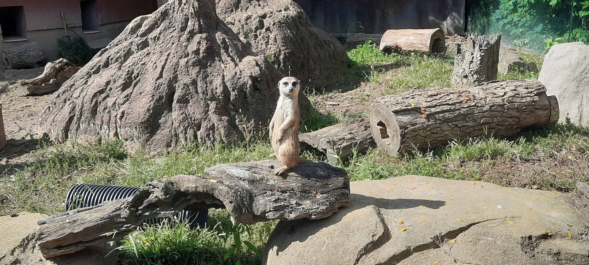 Meerkat