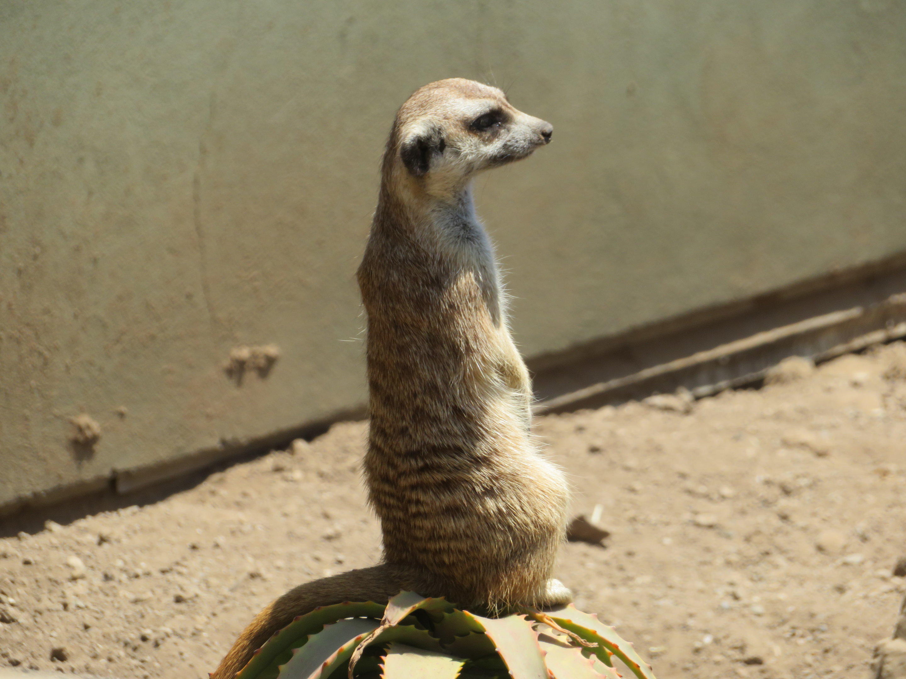 Meerkat