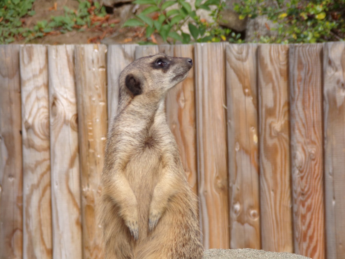 Meerkat