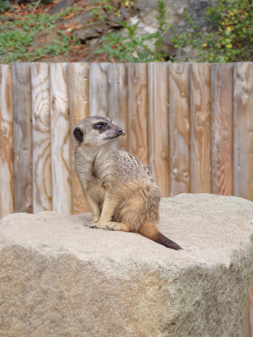 Meerkat