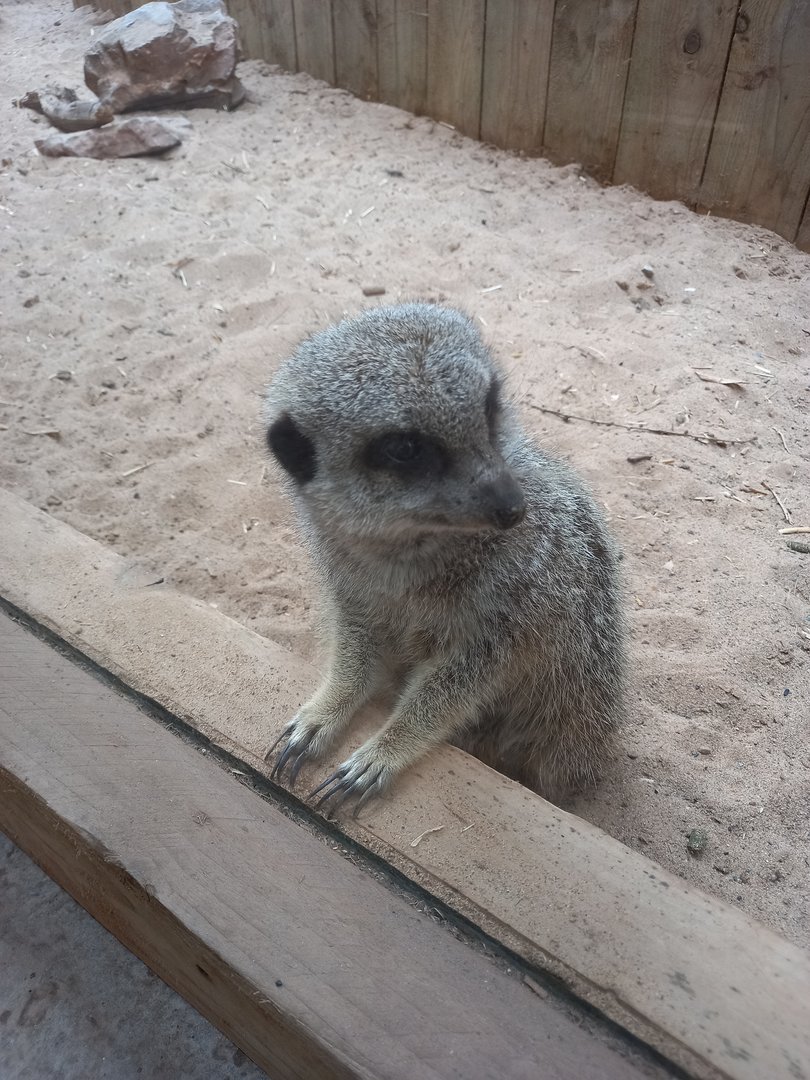 Meerkat