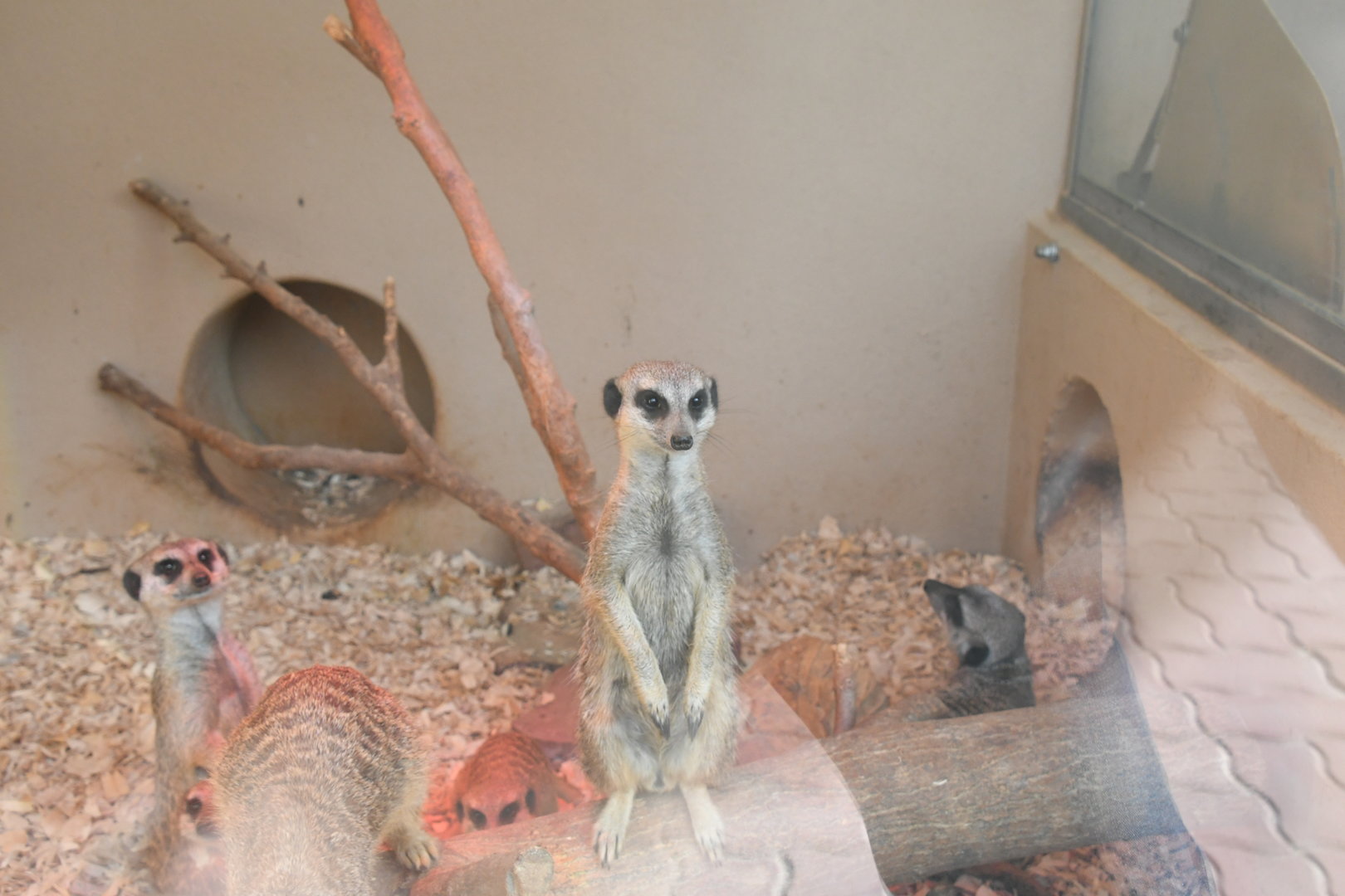 Meerkat