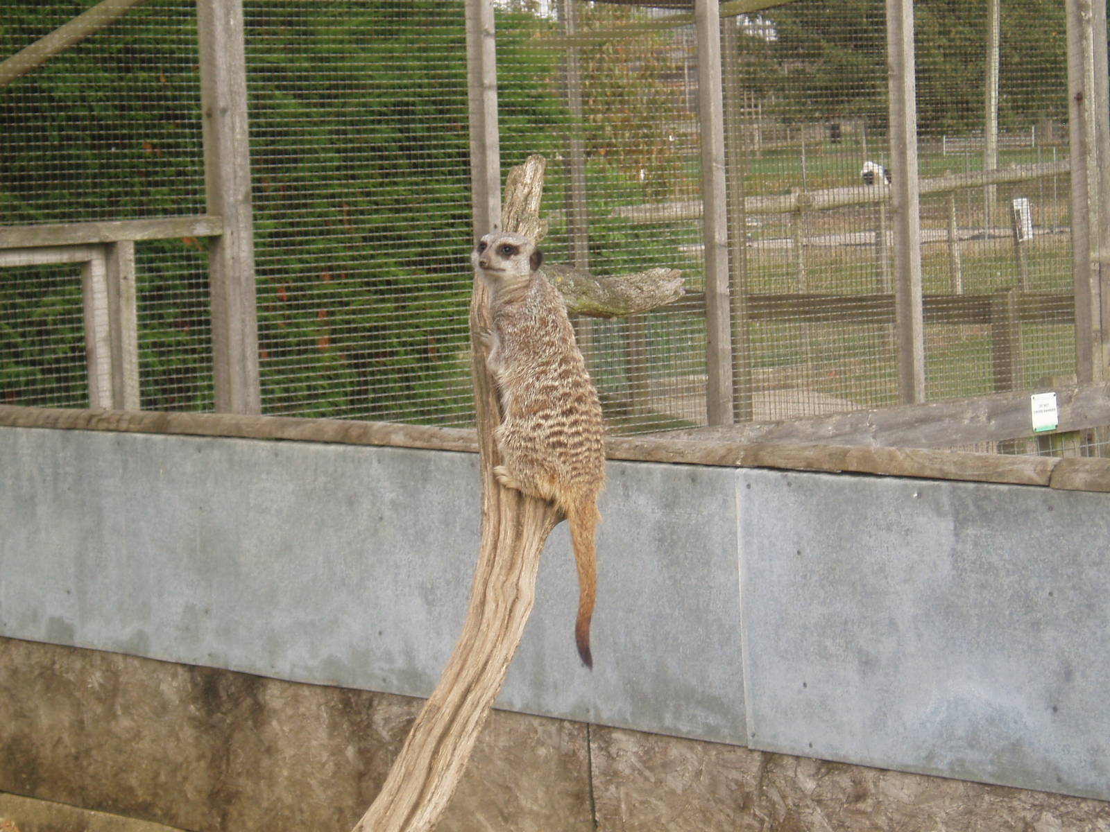 Meerkat