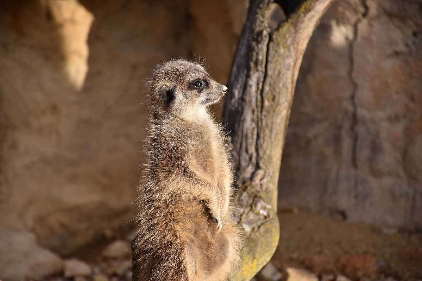 Meerkat